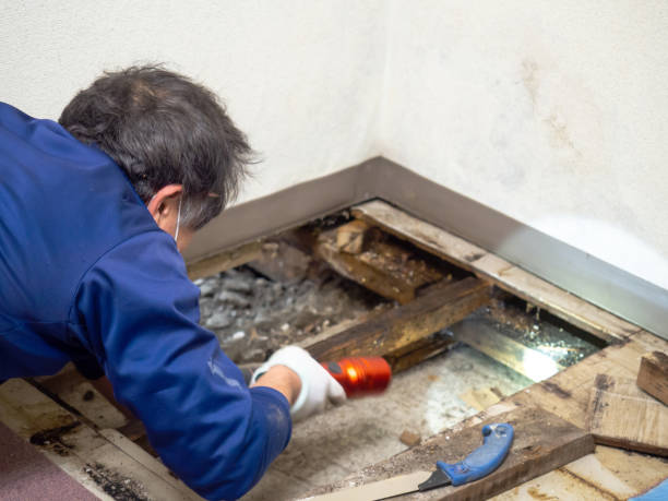 Best Basement Mold Remediation in Gibbstown, NJ