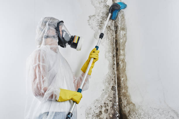 Reliable Gibbstown, NJ Mold Remediation Solutions