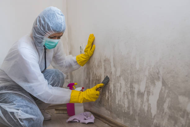 Best Residential Mold Remediation in Gibbstown, NJ