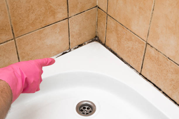 Best Preventive Mold Services in Gibbstown, NJ